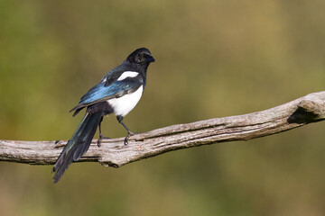 Eurasian Magpie or Common Magpie or Pica pica on the branch with colorful background