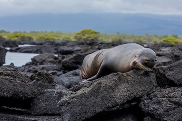 Fototapeta premium Adult Galapagos Sea Lion (Zalophus wollebaeki) resting on the lava rocks in its environment in Galapagos Islands.