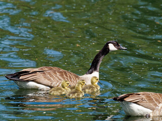 Kanadagans, Branta canadensis, mit Küken