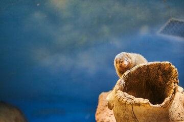 Common dwarf mongoose on a tree log