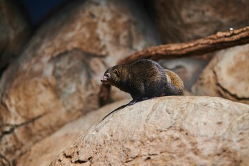 Common dwarf mongoose on a rock