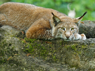 Eurasischer Luchs, Nordluchs, Lynx lynx, Luchs