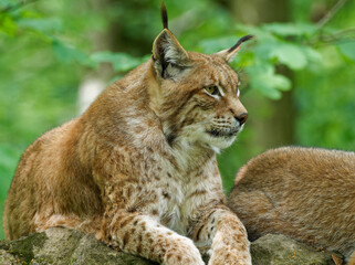 Eurasischer Luchs, Nordluchs, Lynx lynx, Luchs