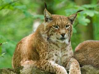 Eurasischer Luchs, Nordluchs, Lynx lynx, Luchs