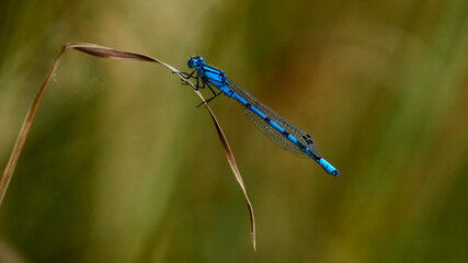 blue dragonfly on leaf