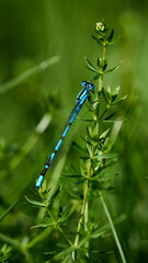 blue dragonfly on a green leaf