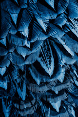 blue feathers with an interesting pattern. background