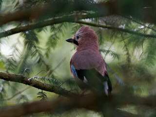 Eichelhäher, Garrulus glandarius
