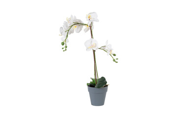 white flower in a pot on transparent background