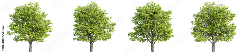 Poster 3d rendering of trees on transparent background, for illustration, digital composition, and architec