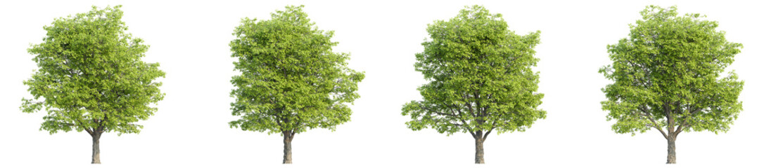 Fototapeta na wymiar 3D rendering of trees on transparent background, for illustration, digital composition, and architecture visualization