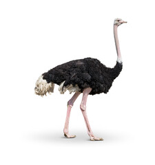 ostrich in front of transparent background - obrazy, fototapety, plakaty