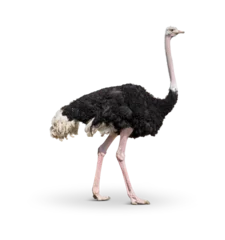 Zelfklevend Fotobehang ostrich in front of transparent background © Rayhan
