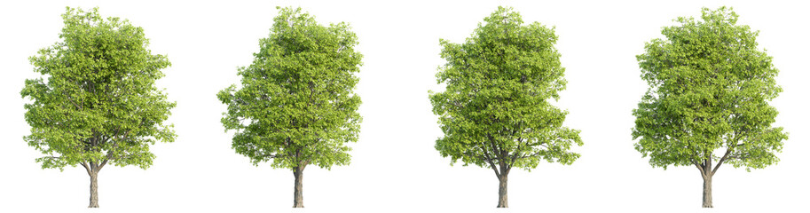 Obraz premium 3D rendering of trees on transparent background, for illustration, digital composition, and architecture visualization