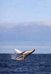 Vertical of a Humpback whale jumping out of the sea in Augusta, Western Australia © Wirestock