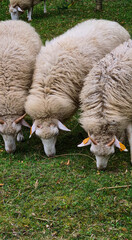 Three sheeps on meadow