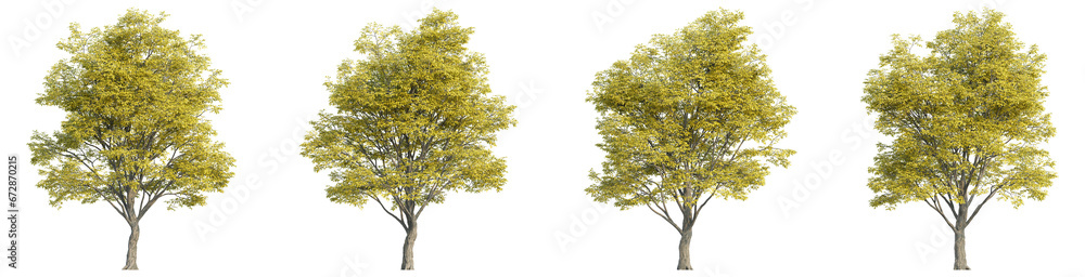 Poster 3d rendering of trees on transparent background, for illustration, digital composition, and architec