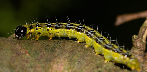 Box tree caterpillar