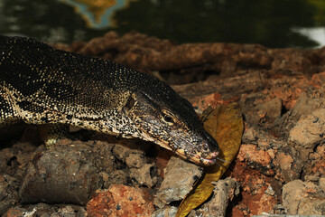 Asian water monitor (Varanus salvator) hunting for food	