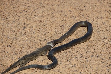 Close-up shot of a Dugite Snake Eating King Skink Lizard
