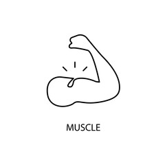 Muscle concept line icon. Simple element illustration.Muscle concept outline symbol design.