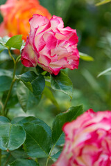                                Rosenblüten im Morgenlicht.