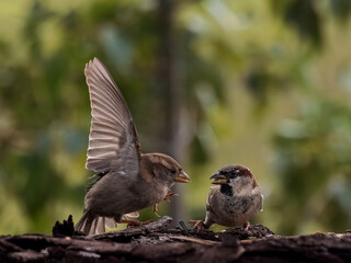 House sparrows.  (Passer domesticus). 