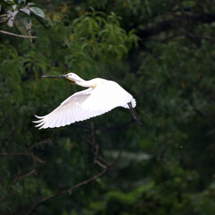 Spoonbill bird nest near lake. Migratory bird nesting. Natural habitat of spoonbill bird. Beautiful background for wall mounting and posters. Seasonal greeting card background. Nature conservation. 