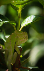 chameleon inbetween the leaves