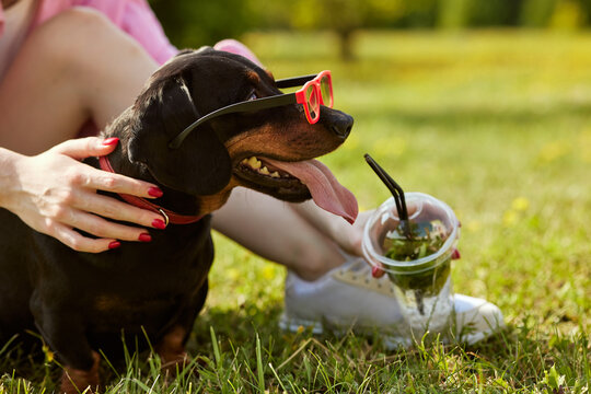 dachshund dog in sunglasses on a hot day drinks a refreshing cocktail, hot summer concept