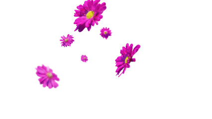 Pink chrysanthemum flowers falling on transparent background