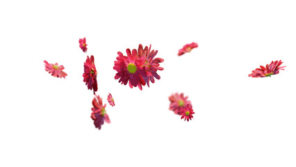 Beautiful red flowers and petals flying on transparent background