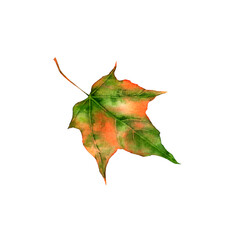 A little maple leaf. Watercolor illustration, postcard.