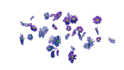 The daisy flower dancing in slow motion with transparent background