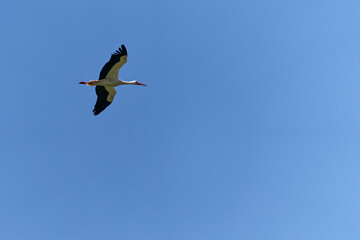 Weissstorch, Ciconia ciconia.