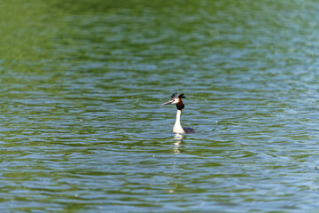                                Haubentaucher, Podiceps cristatus,