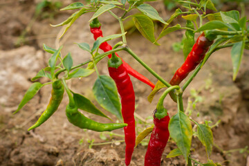 Czerwona ostra papryczka Chilli | Red hot Chilli paper