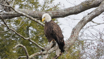 Bald eagle profile view sitting on branch