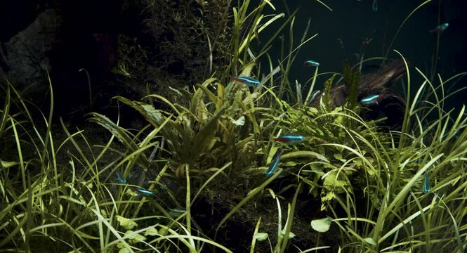 Closeup of Live planted aquarium with Neon Tetra fish