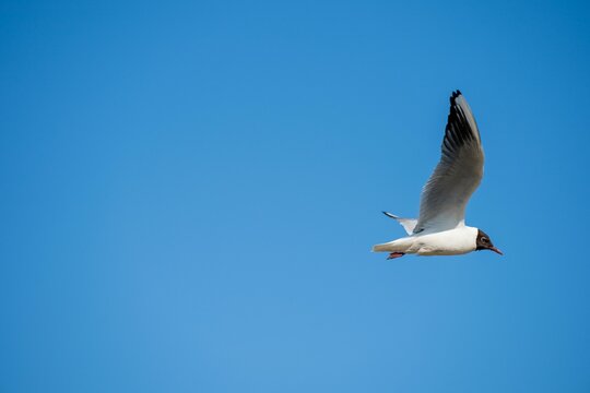 Sabine's gull is soaring in the sky, wings extended in flight