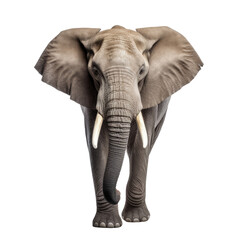 Obraz premium Elephant face shot on transparent background