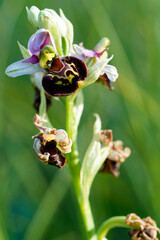  Hummel-Ragwurz, Hummelragwurz, Ophrys holoserica,  Ophrys, fuciflora.