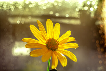 Colorful bokeh in macro photography of plants and flowers.
