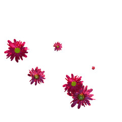 flowers falling in the air on transparent background