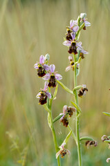  Hummel-Ragwurz, Hummelragwurz, Ophrys holoserica,  Ophrys, fuciflora.
