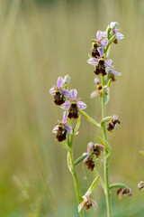  Hummel-Ragwurz, Hummelragwurz, Ophrys holoserica,  Ophrys, fuciflora.