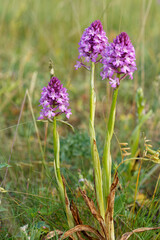 Obraz premium Pyramiden-Hundswurz, Anacamptis pyramidalis, auch Pyramidenorchis, Spitzorchis, Kammstendel oder Pyramidenstendel genannt.