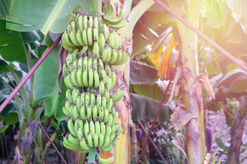 A lot of green bananas bunches with leaves on palm. Fresh fruit farming, harvesting and plantation