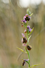  Hummel-Ragwurz, Hummelragwurz, Ophrys holoserica,  Ophrys, fuciflora.