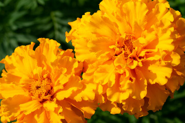 Close up view of two bright orange marigolds with lots of sunlit petals. Cultivation and increasing of decorative flowers in garden